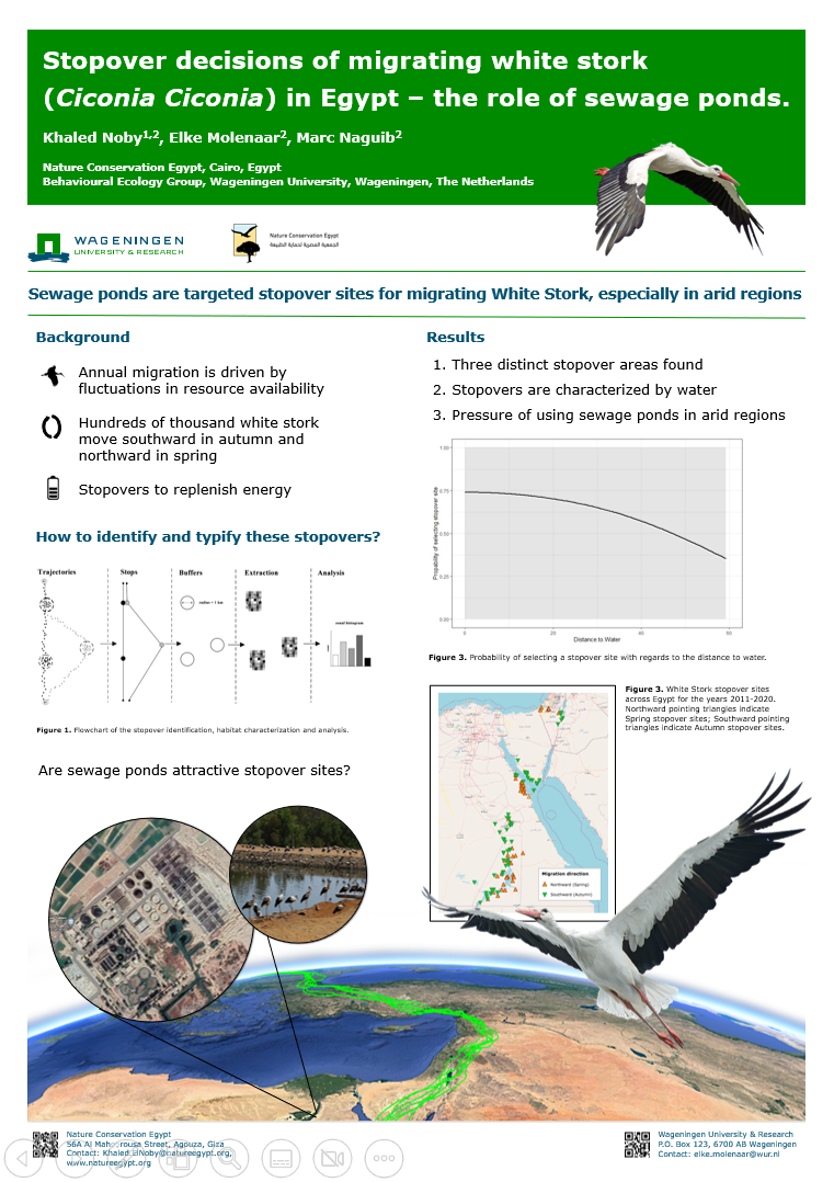 Stopover decisions of Migrating White Stork Poster